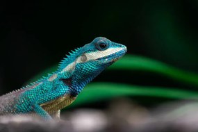 Φωτογραφία Close-up shot of The blue-crested lizard., Suphameth Jaruthaninphong