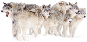 Φωτογραφία Timber wolf family, Jim Cumming