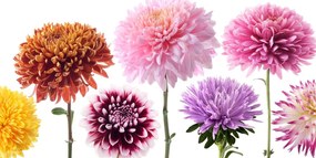 Εικόνα λουλουδιών ντάλιας σε διαφορετικό σχέδιο - 120x60