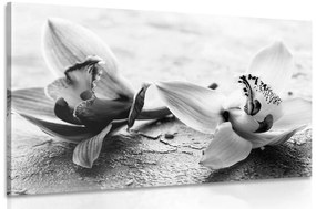 Εικόνα δύο λουλουδιών ορχιδέας σε μαύρο & άσπρο - 90x60