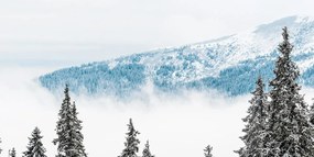 Εικόνα χιονισμένα πεύκα - 100x50