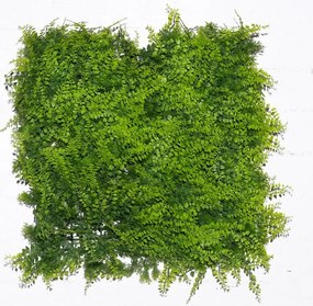 Supergreens Τεχνητή Φυλλωσιά Φτέρη "Classic" 50x50 εκ