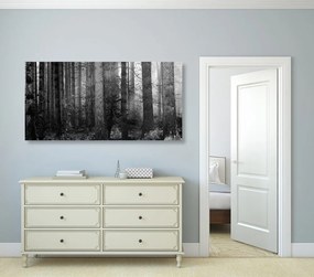 Εικόνα του μυστικού του δάσους σε ασπρόμαυρο - 120x60