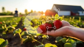 Intra Συλλεκτικό Ξύλινο Παζλ Plywood 4mm - Άτομο που κρατά φράουλες σε ένα γεωργικό χωράφι Σε Ξύλινο Κουτί - Διαστάσεις: 10x10 cm – 25 κομμάτια