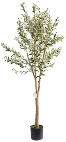 OLIVE TREE NP405_175  ΥΨΟΣ 175cm NewPlan