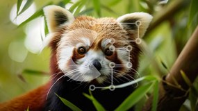 Σετ των 2 Intra Συλλεκτικό Ξύλινο Παζλ Plywood  4mm - Κόκκινο Panda που κάθεται ανάμεσα σε πράσινα φύλλα Σε Ξύλινο Κουτί - Διαστάσεις: 10x10 cm – 25 κομμάτια