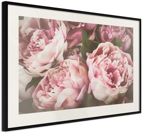 Αφίσα - Pastel Peonies - 30x20 - Μαύρο - Με πασπαρτού