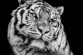 Φωτογραφία Powerful high contrast black and white tiger face, Kagenmi