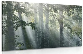 Εικόνα των ακτίνων του ήλιου στο ομιχλώδες δάσος
