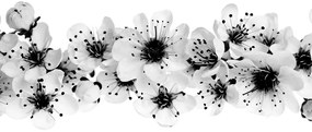 Εικόνα άνθη κερασιάς σε μαύρο & άσπρο