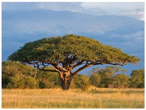 Φωτοταπετσαρία - African acacia tree, Hwange National Park, Zimbabwe 200x154