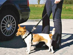 Λουρί Σκύλου Trixie Μαύρο XS Αυτοκίνητο