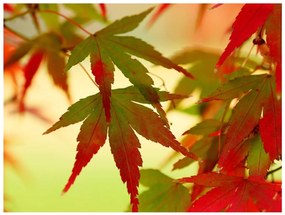 Φωτοταπετσαρία - Colourful leaves 400x309