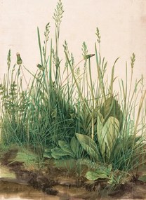 Αναπαραγωγή The Great Piece of Turf (1503), Albrecht Dürer