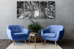 Εικόνα 5 μερών ασπρόμαυρα μεγαλοπρεπή δέντρα