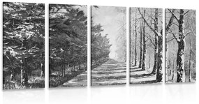 Εικόνα 5 τμημάτων φθινοπωρινό δρομάκι με δέντρα σε μαύρο & άσπρο