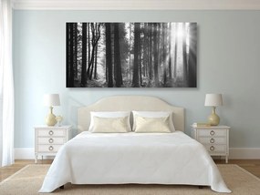 Εικόνα δάσους ηλιόλουστο σε μαύρο & άσπρο