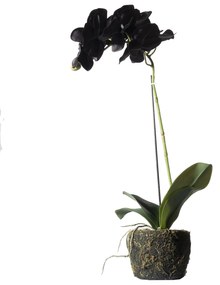 Supergreens Τεχνητό Φυτό Ορχιδέα Phalaenopsis Real Touch Μαύρη με Βάση Moss 60 εκ.