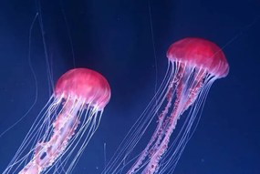 Φωτογραφία Beautiful jellyfishes floating in water, Bus Photography