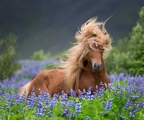 Φωτογραφία Horse running by lupines, Arctic-Images