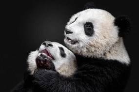 Φωτογραφία Pandas, Alessandro Catta