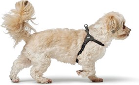 Λουρί Σκύλου Hunter SOHO MINI Μαύρο