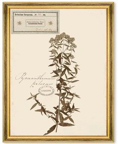 Κάδρο Herbarium Alpinium VI FA13460 35x50cm Multi MindTheGap Κάθετοι Ξύλο,Γυαλί