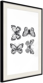 Αφίσα - Butterfly Collection III B - 30x45 - Μαύρο - Με πασπαρτού