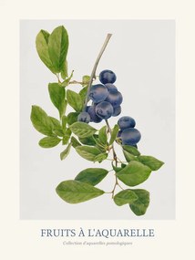 Αναπαραγωγή Plums (Watercolour Kitchen Fruit)