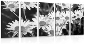 Εικόνα 5 μερών μαργαριτών στον κήπο σε ασπρόμαυρο - 100x50