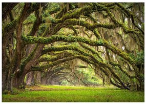 Φωτοταπετσαρία - Tree embrace 400x280