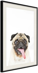 Αφίσα - Funny Pug - 30x45 - Μαύρο - Με πασπαρτού