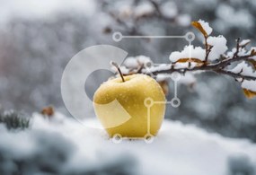 Intra Συλλεκτικό Ξύλινο Παζλ Plywood 4mm - Κίτρινο μήλο στο χιονισμένο κλαδί δέντρου μηλιάς Σε Ξύλινο Κουτί - Διαστάσεις: 10x10 cm – 25 κομμάτια