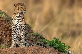 Φωτογραφία Leopard scanning the area, Manoj Shah