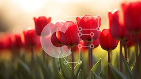 Intra Συλλεκτικό Ξύλινο Παζλ Plywood 4mm - Πεδίο με κόκκινες τουλίπες σε πλήρη άνθιση Σε Ξύλινο Κουτί - Διαστάσεις: 10x10 cm – 25 κομμάτια