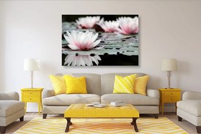 Εικόνα λουλούδι λωτού - 90x60