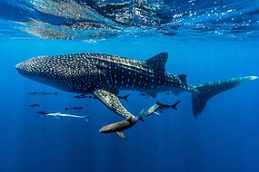 Φωτογραφία A school of suckerfish, Sharksuckers and, Jason Edwards