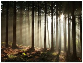 Φωτοταπετσαρία - Coniferous forest 250x193