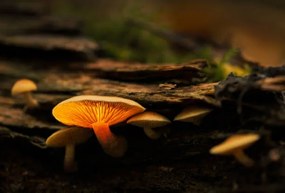 Φωτογραφία Τέχνης Glowing mushroom, Montana1957, (40 x 26.7 cm)