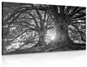 Εικόνα ασπρόμαυρα μεγαλοπρεπή δέντρα - 60x40