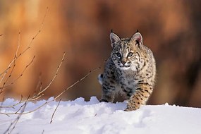 Φωτογραφία Bobcat, Felis rufus, walking in snow,, Kevin Schafer