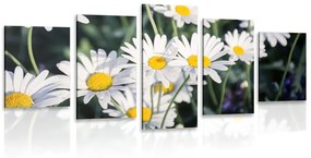 Εικόνες 5 μερών από μαργαρίτες στον κήπο - 100x50