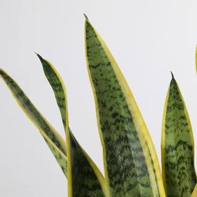 SANSEVIERIA TRIFASCIATA φυτό σε γλάστρα, Sanseveria 004.210.29