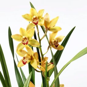 CYMBIDIUM φυτό σε γλάστρα/Ορχιδέα, 12 cm 205.878.39