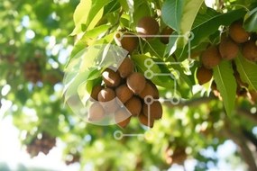 Intra Συλλεκτικό Ξύλινο Παζλ Plywood 4mm - Δέντρο με αμύγδαλα, ροδάκινα και δαμάσκηνα Σε Ξύλινο Κουτί - Διαστάσεις: 10x10 cm – 25 κομμάτια