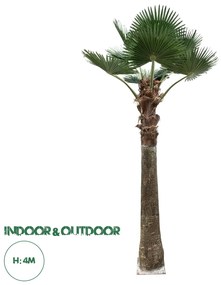 21055 GloboStar®  Artificial Garden PLANT PALM TREE 21055 Διακοσμητικό Δέντρο Φοίνικα  Φ240 x Υ400cm