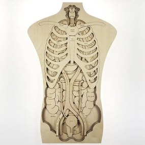 Σετ των 2 Intra απο ξύλο plywood 3mm-4mm πάχος – ξύλο παζλ ανατομίας ανθρώπινου σώματος 20x25 cm INTRAVECTRY-MY554956