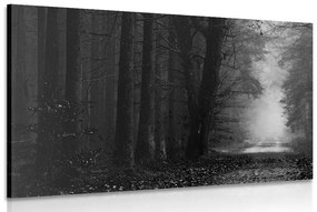 Μονοπάτι εικόνας στο δάσος σε ασπρόμαυρο