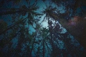 Εικόνα νύχτα στο δάσος - 60x40
