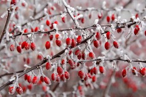 Φωτογραφία branches of bush with red berries, Jana Milin